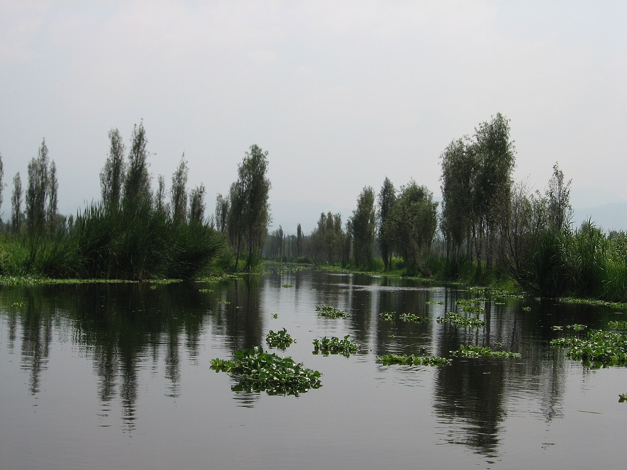 墨西哥索奇米爾科水道，水面映著兩岸樹木與水生植物